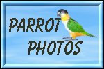 My Little Parrots